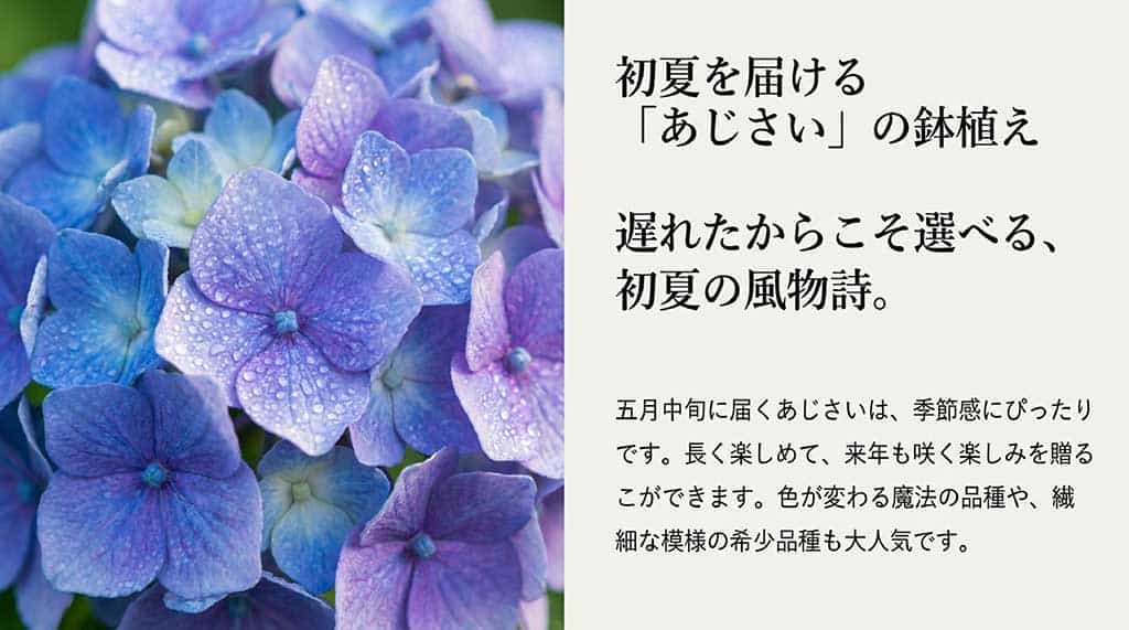 5月中旬に届くアジサイは季節感にぴったりで長く楽しめるという紹介