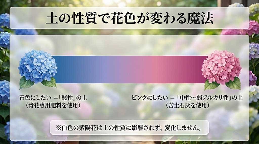土壌が酸性なら青、中性〜弱アルカリ性ならピンクに花色が変わる仕組みを解説する図解スライド