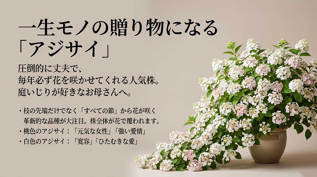 毎年咲くアジサイの丈夫さと、全ての節から花が咲く革新的な品種ラグランジア、色別の花言葉(ピンク、白)を解説したスライド
