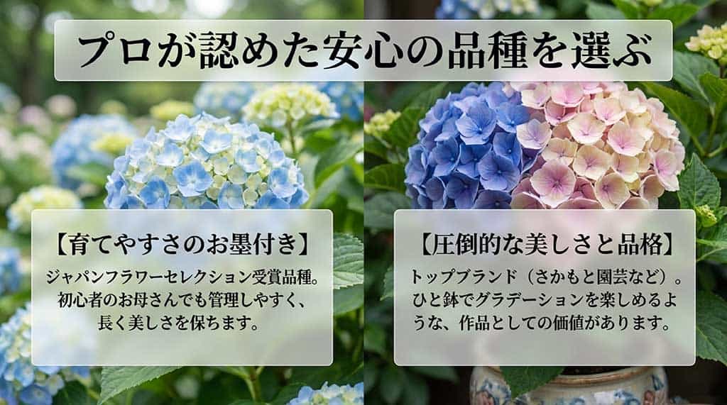 ジャパンフラワーセレクション受賞品種や「さかもと園芸」などのトップブランド品種の選び方を解説するスライド